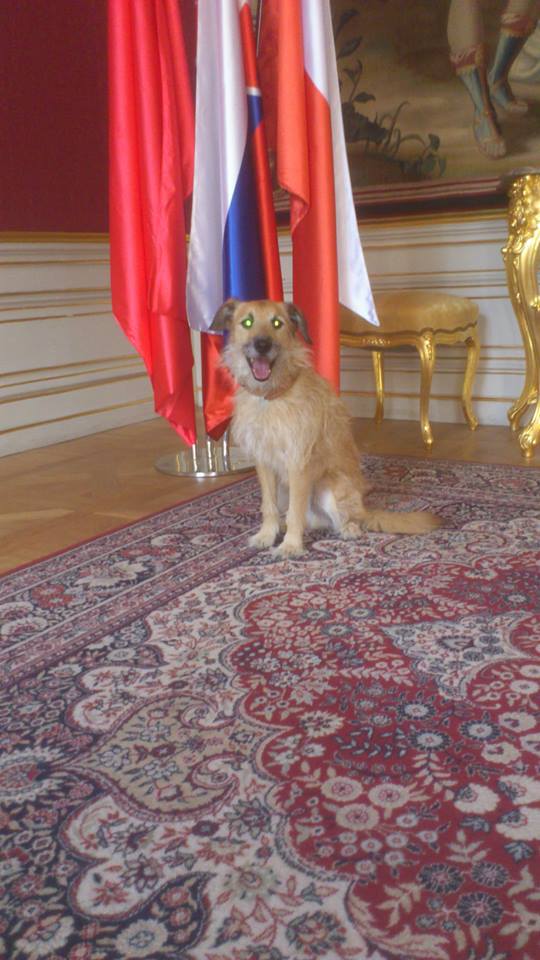 benji